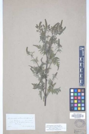 Ambrosia artemisiifolia L.