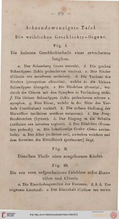 Achtundzwanzigste Tafel [Weibliche Geschlechtsorgane]