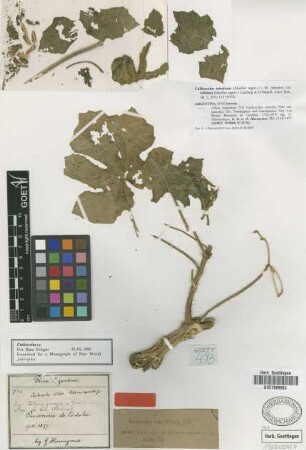 Cnidoscolus sp. Not on sheet