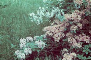 Schloss Eckberg, Park : Schloss Eckberg, Park, Rhododendron
