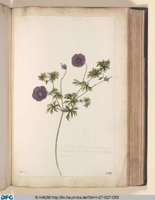 Geranium sanguineum, caulieulis ereitis, folio obseure virenti, floribus minoribus.