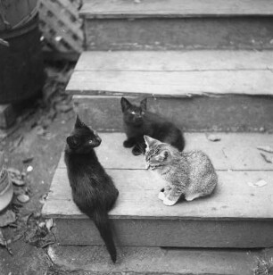 Greenport, Suffolk County, junge Katzen