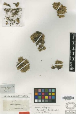 Arenaria tetraquetra L. var. Boiss. granatensis[type]