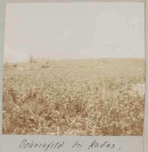 Bohnenfeld bei kadas.