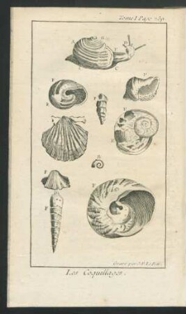 Tafel: Les Coquillages.