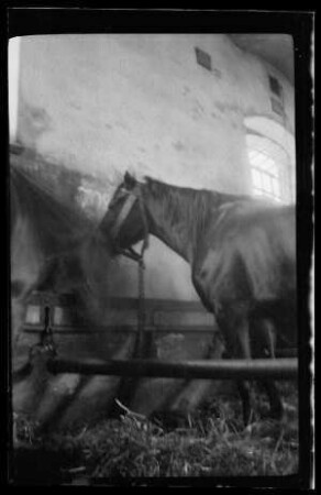 Schwarzes Pferd angebunden in einem Pferdstall (Seitansicht)