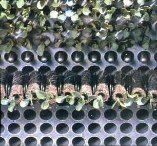 Fotografie: Gartenbautechnik-Freiland, Pflanztechnik