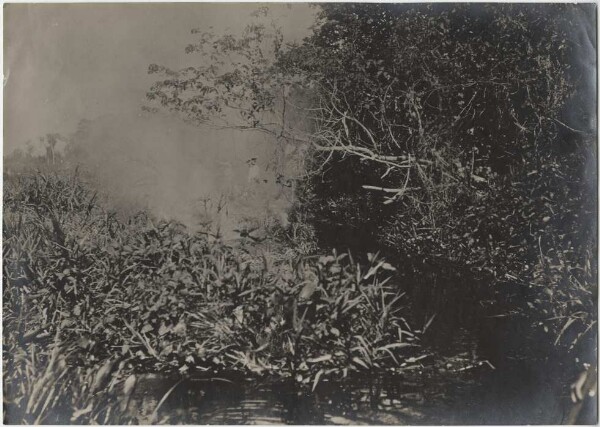 Overgrown area in the Caracara River. The dry undergrowth has been set on fire by Guato