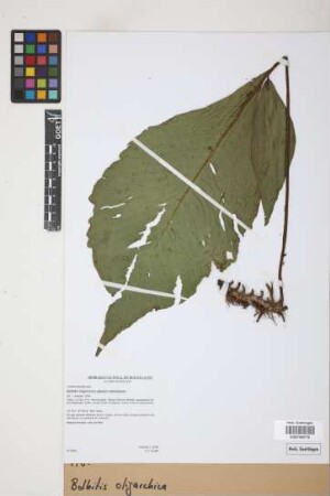 Bolbitis oligarchica (Baker) R.C.Moran, Labiak & Sundue