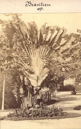Botanische Aufnahme, Rio de Janeiro