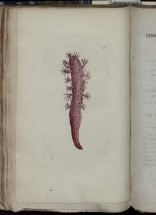 Finger-Shaped Pennatula.