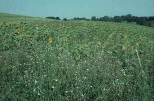 Sonnenblumen