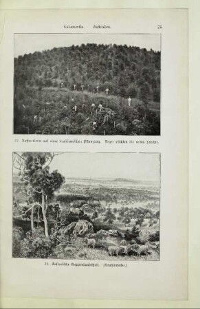 38. Australische Steppenlandschaft. (Neusüdwales)