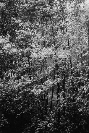 Laubwald
