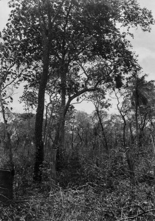 Vegetation des Pantanal : Vegetation am südlichen Ende des Pantanal, nahe der Stadt Aquidauana.