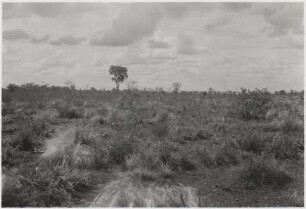 Steppenlandschaft : 28,18 km von der Fazenda Divisa entfernt, Höhe: 510 m