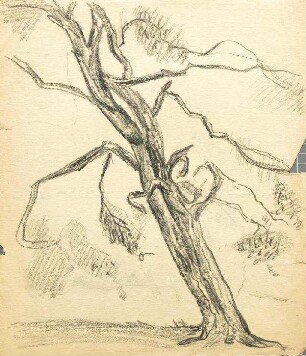 Baum