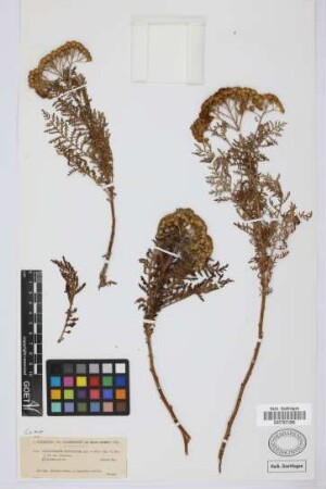 Gonospermum fruticosum (Buch) Less.