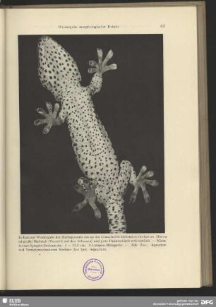 An einer Scheibe laufender Gecko