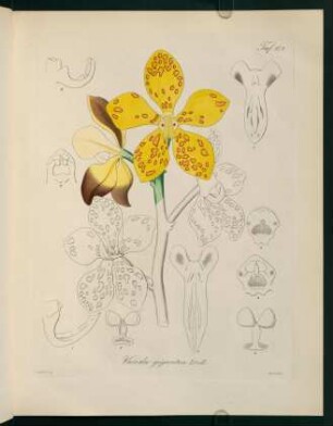 112r-112v, Vanda gigantea Lindl.