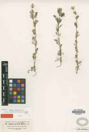 Adonis persica Boiss. [isotype]
