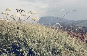 Sächsische Schweiz. Wiese, im Hintergrund die Festung Königstein