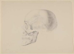 Der Schädel von Wilhelm Heinse [Teilkopie nach Christian Koeck, aus einem Konvolut anatomischer Zeichnungen des Christian Koeck]