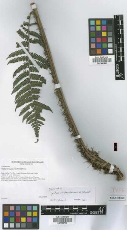 Cyathea austropallescens Lehnert [paratype]