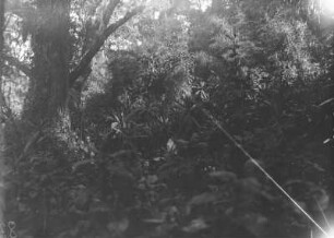 Vegetation der Virunga-Vulkane : Die Vegetationslandschaft im Gebiet der Virunga-Vulkane