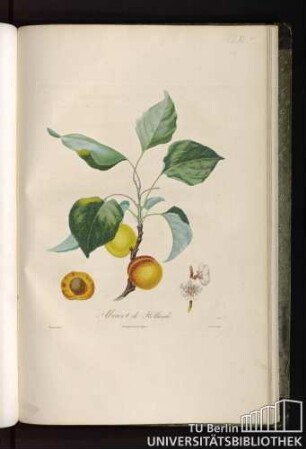 Pl. LVI. Abricot de Hollande.