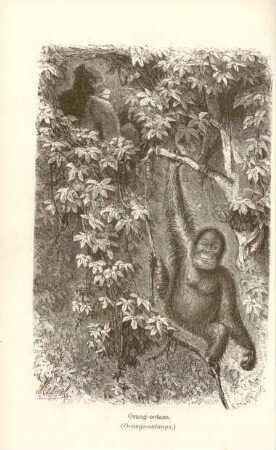 Orang-oetans