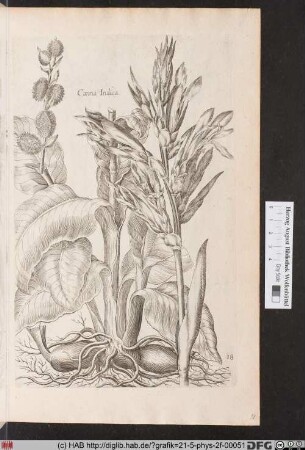[Canna]
