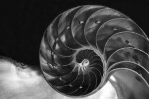 Nautilus pompilius (Gemeines Perlboot), Querschnitt