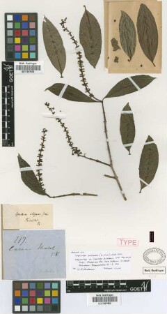 Spachea elegans (G.Mey.) A.Juss. var. Nied. oblonga[Isosyntype]