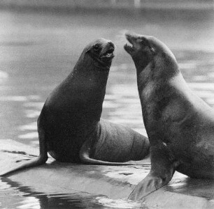 Zootiere. Seelöwe
