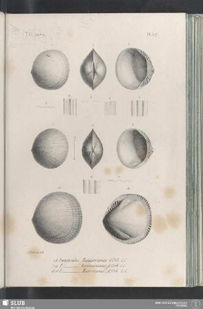 Pl. 307