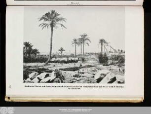 Arabische Gärten mit Dattelpalmen und Brunnen (rechts im Hintergrund) an der Küste südlich Bengasi bei Gariunes