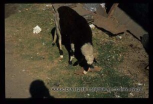 Elephantine