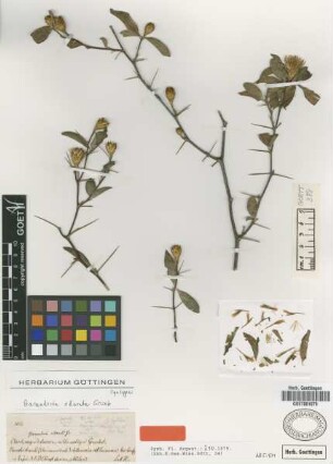 Barnadesia odorata Griseb. [syntype]