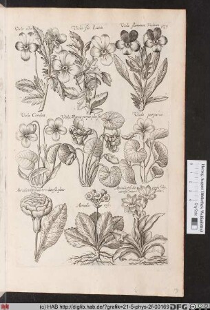 [Verschieden Veilchen und Aurikeln].