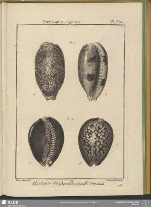 Pl. 350. Porcelaine. Cypraea