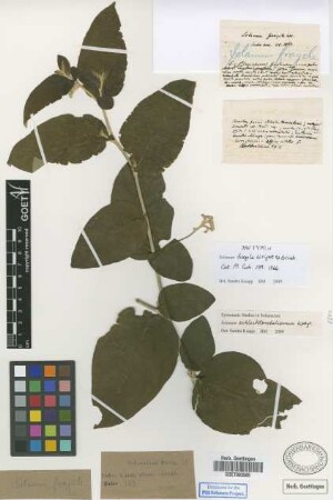 Solanum fragile C.Wright ex Griseb. [syntype]