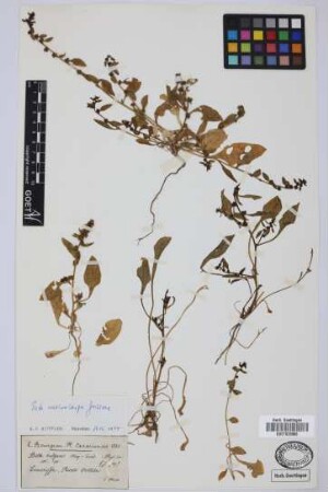 Beta vulgaris L.