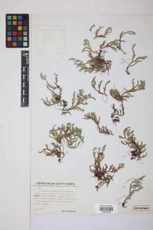Selaginella rupestris (L.) Spring