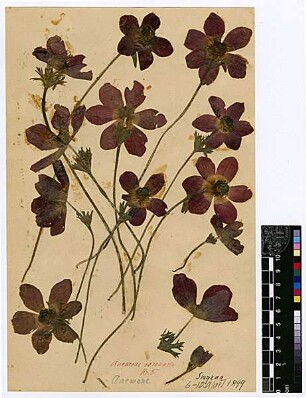 Ranunculaceae Anemone coronaria Post, George E., George E. Post, M.D. D.D.S., LL.D. Late Professor of Natuarl Sciences of the American Universtity of Beirut [Smyrna]