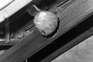 Schädlingsbekämpfung: Beseitigung von Wespennest: Straße Hinterm Vogelherd: Dachraum von Einfamilienhaus: Nest unter Dachbalken: 9. Juli 1992