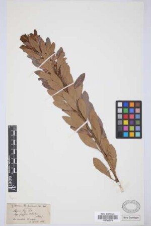 Myrica faya (Dryand.) Ait.