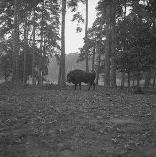 Wisentbulle : Schorfheide, Wisentbulle zwischen Bäumen