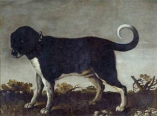 Ein Bullenbeißer