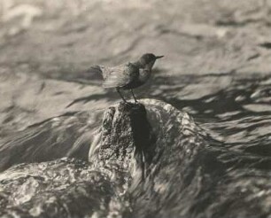 Wasseramsel (Cinclus cinclus L. ) auf auf einem Stein